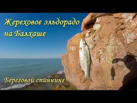 Видео: Вот так выглядит жереховое эльдорадо на Балхаше!!!