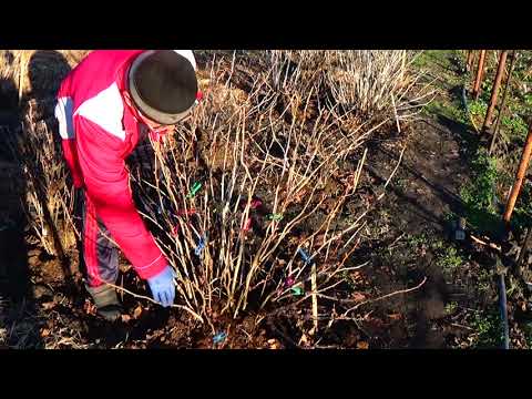 Видео: Обрезка  взрослого  куста черной смородины на урожай.