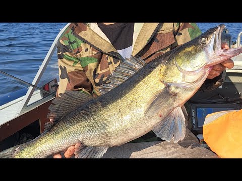 Видео: ЗРЕЛИЩНАЯ Летняя рыбалка 🎣 БОЛЬШОЙ СУДАК на ДЖИГ! Ловля судака, Рыбалка на судака, Спиннинг , 2023.