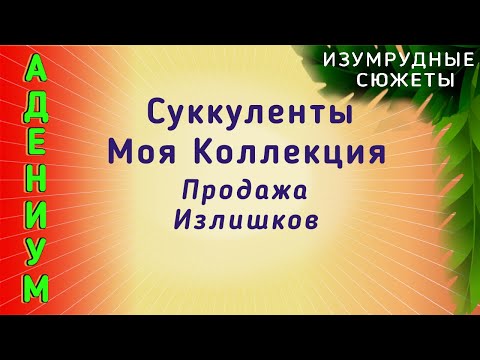 Видео: Суккуленты.  Моя Коллекция.  Продажа Излишков