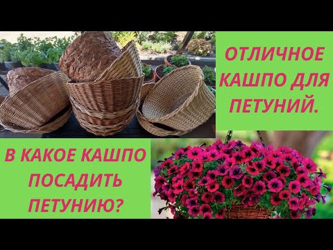 Видео: Ампельная петуния.В какое кашпо лучше посадить? Какой обьем кашпо нужен петунии.Мои новые кашпо.
