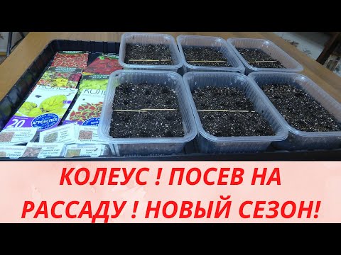 Видео: Колеус .Выращивание колеуса из семян .Посев колеуса. Красивые цветы для сада.