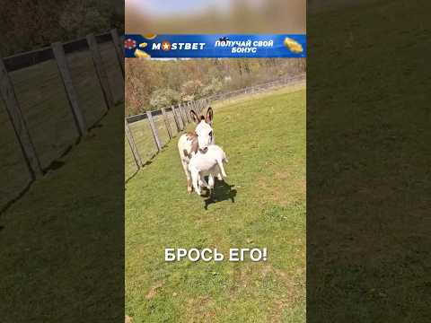 Видео: Весёлая ферма 😂 #истории #история #новости #новость #shorts