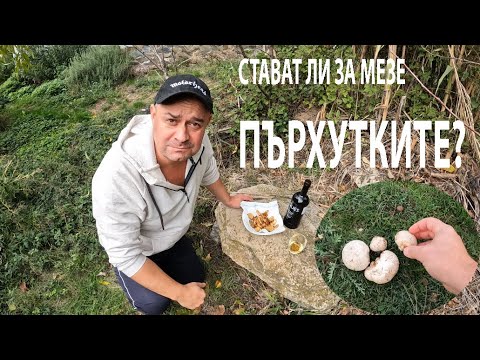 Видео: СТАВАТ ЛИ ЗА МЕЗЕ ПЪРХУТКИТЕ? Are puffball mushrooms good as an appetizer? #mushroom #forageharvest