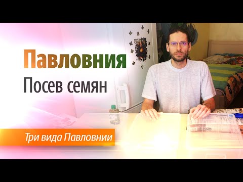 Видео: Как посадить семена Павловнии? Выращивание Павловнии из семян.