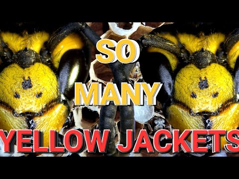 Видео: ОГРОМНОЕ гнездо ос в кемпере! | Удаление осиных гнезд