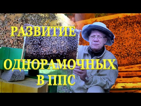 Видео: ЛУЧШЕЕ весеннее развитие пчел! В каких ульях ЛУЧШЕЕ РАЗВИТИЕ?