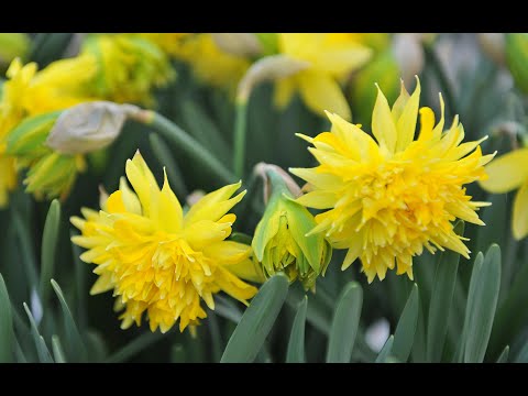 Видео: 67 махровых нарциссов