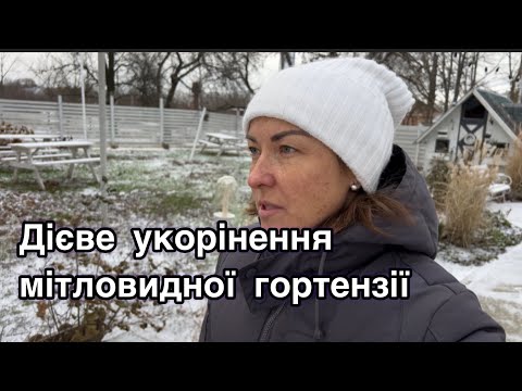 Видео: УКОРІНЕННЯ ГОРТЕНЗІЇ