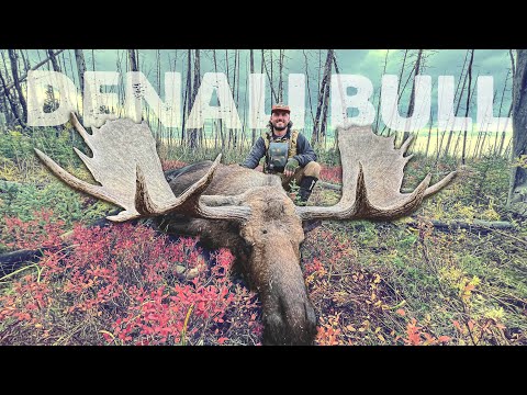 Видео: Охота на гигантского самца лося на Аляске | Самостоятельная охота с палаточного лагеря | Человек,...