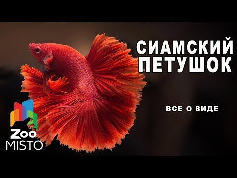 Видео: Cиамский петушок - Все о виде рыб | Рыба сиамский петушок