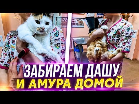 Видео: Забрала Дашу и Амура со Стационара. Доктора Спасли ей лапу, хотя ее чуть не усыпили в Кисловодске.