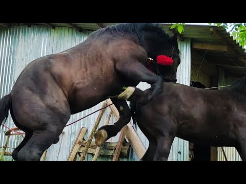 Видео: 🔥РОЗПАЛЮЄМО🐎  одну,🎯 ПАРУЄМО іншу кобилу.💪💥 СОКРАТ працює👍