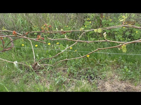 Видео: Проломка винограда и предварительная нормировка зелеными побегами. Как в этом разобраться?