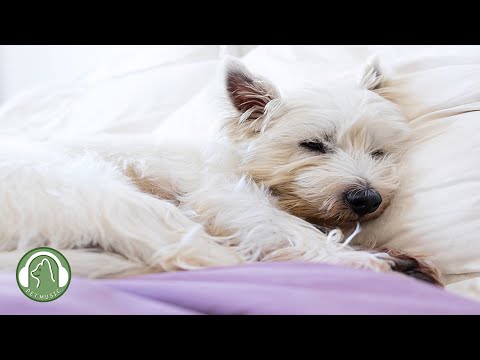 Видео: Музыка для успокоения и сна собак🐶Музыка для снятия тревоги и стресса🎵Любимая музыка собаки