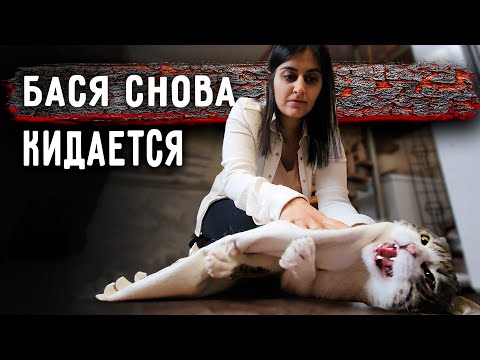 Видео: Снова серьезный конфликт с Басей, прокусил перчатки. Ричик сбежал. Айза и Вилли снова в кадре.