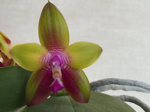 Видео: ЦВЕТЕНИЕ ОРХИДЕЙ БЕЗ ПЕРЕПАДА ТЕМПЕРАТУР (какие сорта цветут в жару- не требуют перепада температур)