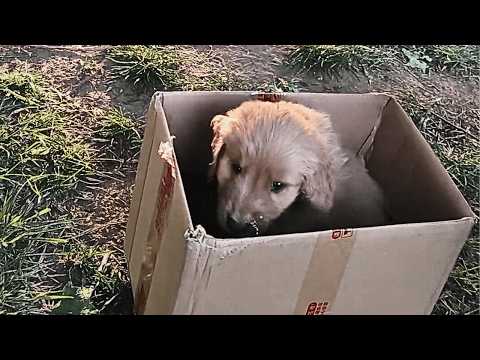 Видео: Беспомощно глядя на умирающего щенка, мы в тот момент решили спасти его.