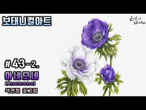 Видео: [Цветочная живопись/Ботаническое искусство]№43-2. Рисунок анемона цветным карандашом(урок рисования)