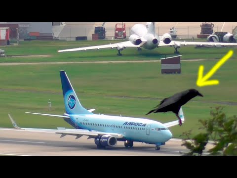 Видео: Ворона, Ястреб и Боинг 737 "Алроса" Аэропорт Сочи (Адлер)