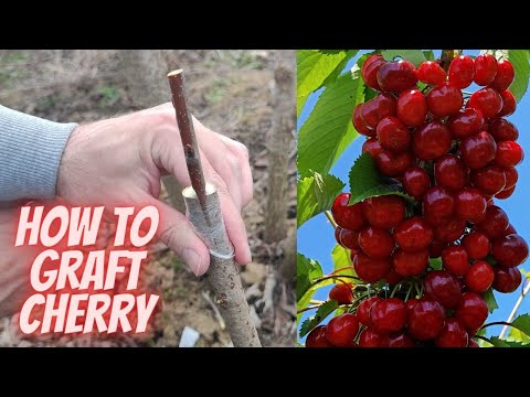 Видео: Прививка вишнёвого дерева | Шаг за шагом + результат за 100 дней