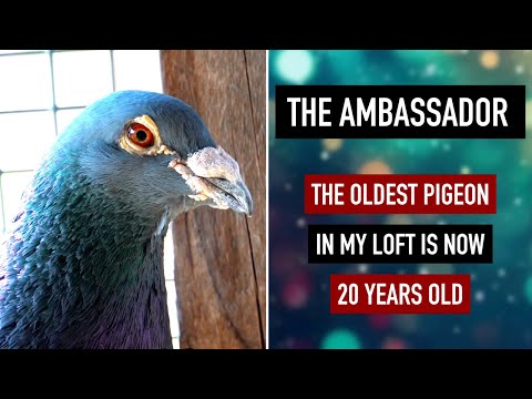 Видео: Самый старый голубь в моём лофте — Амбассадору 20 лет