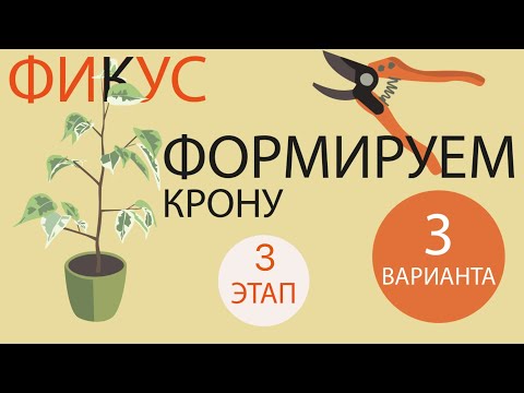 Видео: №79. Фикус Бенджамина. Формируем 3 вида кроны. Этап 3. Пересадка и легкая обрезка.