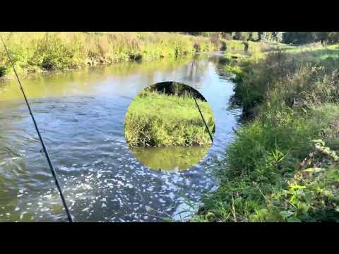 Видео: Остання рибалка на головня в цьому році! #головень #голавль #голавльнаспиннинг 
