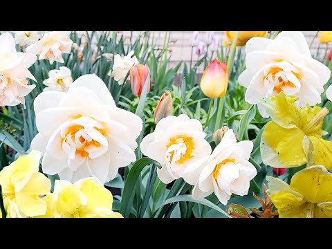 Видео: ВЫСТАВКА НАРЦИССОВ В МОЁМ САДУ. РАСПУСТИЛИСЬ НОВЫЕ СОРТА. ПРИГЛАШАЮ НА ПРОГУЛКУ.