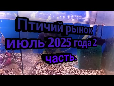 Видео: Птичий рынок июль 2025 года 2 часть.
