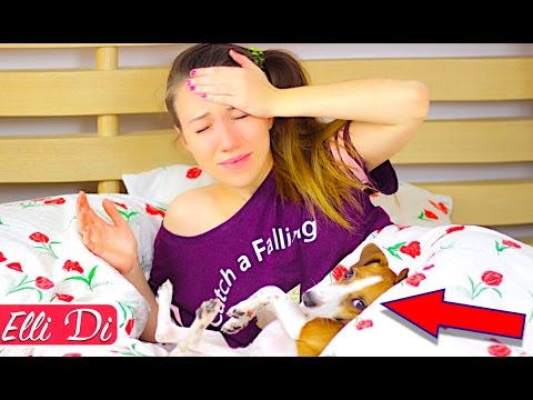 Видео: МОЁ УТРО - ПРОСПАЛА | МОЁ УТРО С СОБАКОЙ / MY MORNING ROUTINE with dog | Elli Di Pets