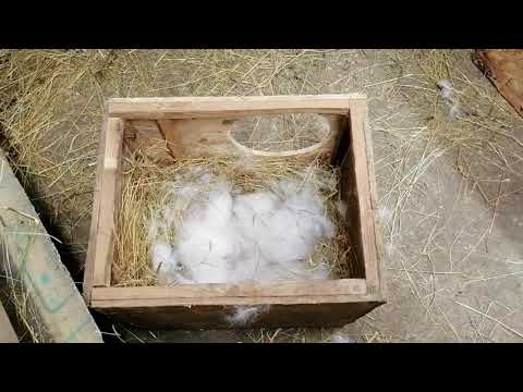 Видео: Первый осмотр гнезд после окрола. Когда нужно проводить и для чего?