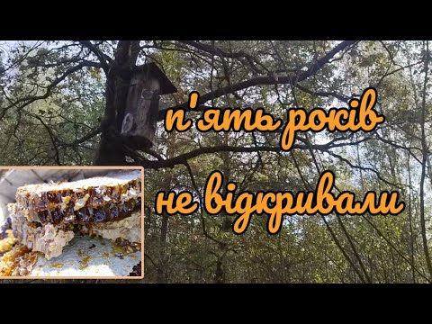 Видео: Вулик борть якого не відкривали п'ять років, повно 🍯