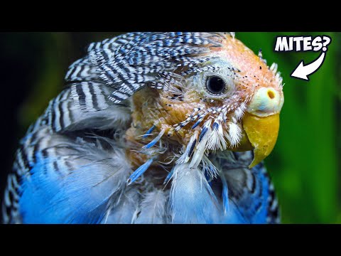 Видео: Избавьтесь от клещей за 7 дней или меньше с помощью этих проверенных стратегий