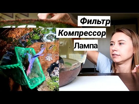 Видео: Перезапуск аквариума для петушка || Купила фильтр, компрессор и лампу || Креветки и петушок вместе