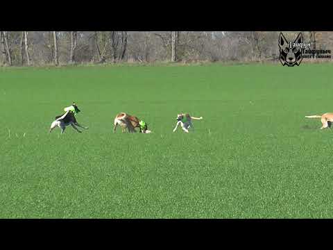 Видео: Охота на зайца с собаками сезон 2025-2026 г (12 часть )