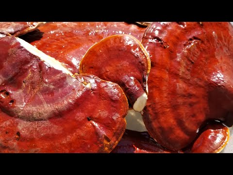 Видео: КАК Я ОБРАБОТАЛ 100 ФУНТОВ ГРИБА РЕЙШИ, советы по нарезке и сушке