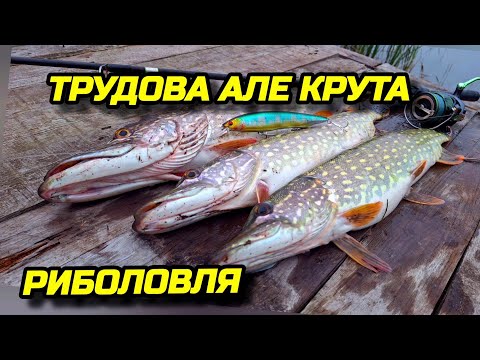 Видео: ✅️📣🔥ТРУДОВА але КРУТА РИБОЛОВЛЯ🎣🔥😎