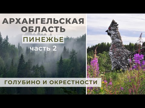 Видео: Архангельская область. Пинежье. 2 часть - Голубино, рябчики, Кулогоры
