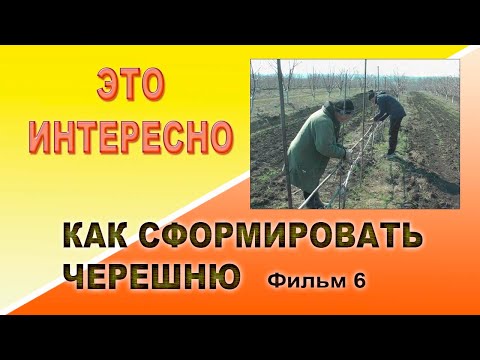 Видео: Как сформировать черешню 6