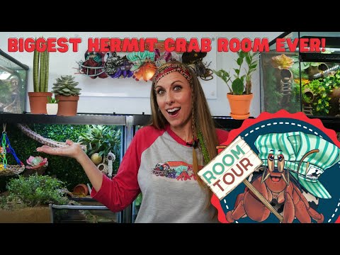 Видео: ЭПИЧЕСКИЙ тур по комнате краба-отшельника! | От станции Crab Central