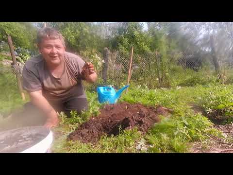 Видео: посадка  Азиминой  - Северный банан  азимина    экзотическое растение пробуем сажать азимину