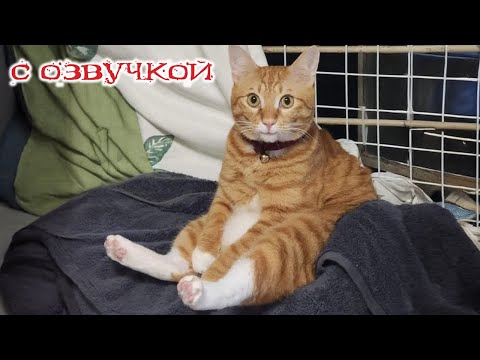 Видео: Приколы с котами! СМЕШНЫЕ КОТЫ и собаки! С ОЗВУЧКОЙ! Самые смешные животные!