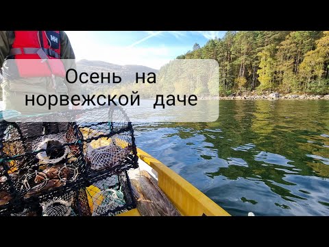 Видео: Осень на даче в Норвегии. Крабы, суп из шиповника и другие радости 🙂