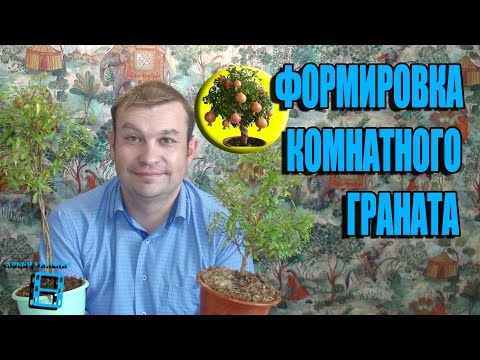 Видео: ФОРМИРОВКА КОМНАТНОГО ГРАНАТА. ОБРЕЗКА ГРАНАТА. ЭКЗОТИКА НА ПОДОКОННИКЕ🌴