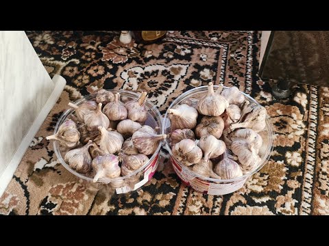 Видео: Наш любимый огород в деревне на 22 октября убираю последний урожай!