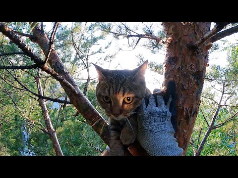 Видео: Леотренинг
