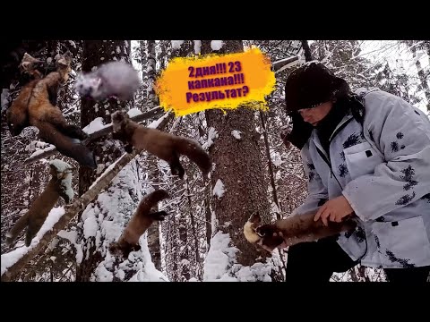 Видео: Охота на куницу. Два дня на промысле. Неожиданно, но факт!!! Промысел 2022!!!