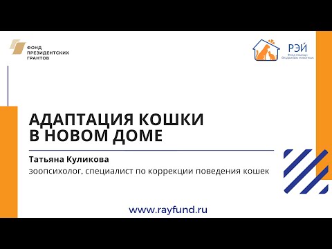 Видео: Адаптация кошки в новом доме