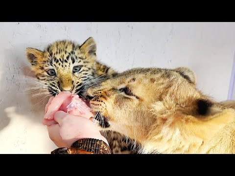 Видео: ДОЛГОЖДАННОЕ ВИДЕО! Леопардик Хан ПОДРУЖИЛСЯ С ЛЬВЯТАМИ!
